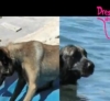 Comment apprendre à votre chien à ne plus avoir peur de l'eau ? 